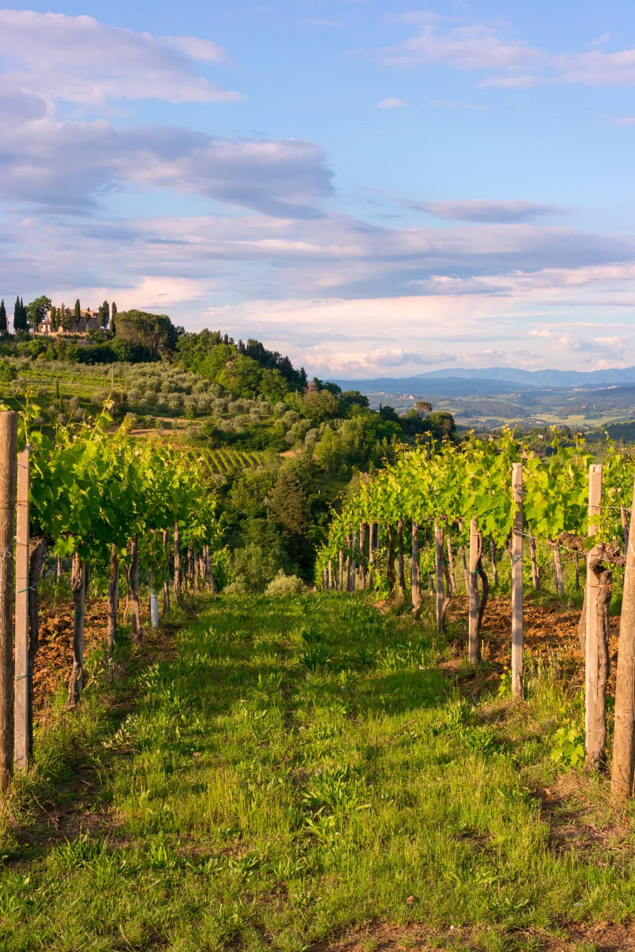 Rows of grapevines at sunset in the Chianti wine region of Tuscany, Italy Perspective view between rows of green grapevines in a Tuscan vineyard during golden hour. In the background, rolling hills with cypress trees and a traditional stone farmhouse under a blue sky.